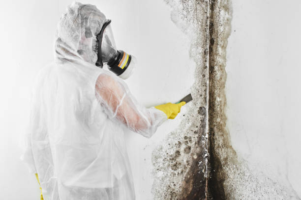 Best Local Mold Removal Service  in Fountain Hill, PA
