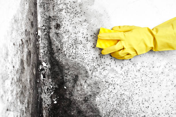 Best Mold Remediation Experts  in Fountain Hill, PA
