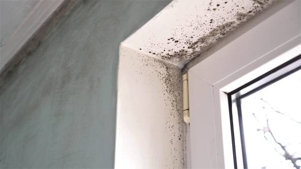 Best Attic Mold Removal  in Fountain Hill, PA