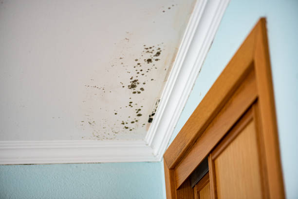 Best Office Mold Removal Services  in Fountain Hill, PA