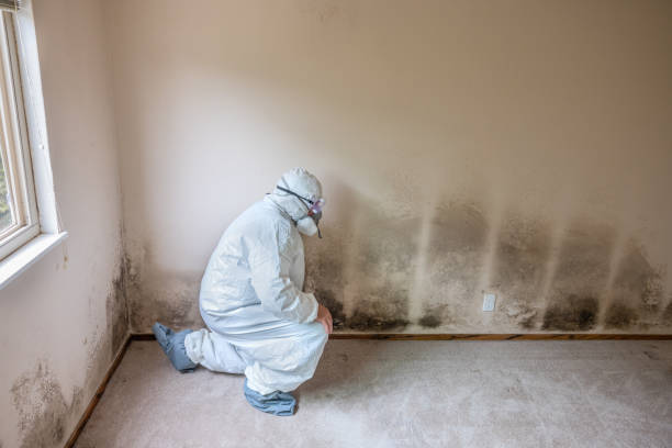 Best Fast Mold Removal  in Fountain Hill, PA