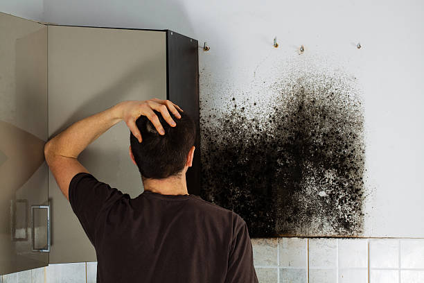 Best Mold Cleaning Services  in Fountain Hill, PA