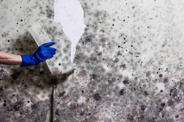Best Mold Testing  in Fountain Hill, PA