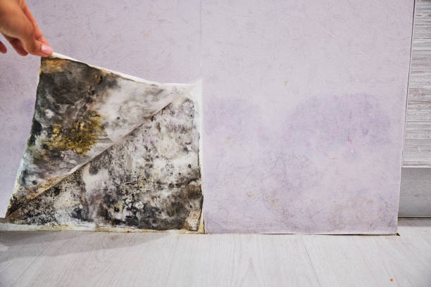 Mold Removal and Inspection in Fountain Hill, PA
